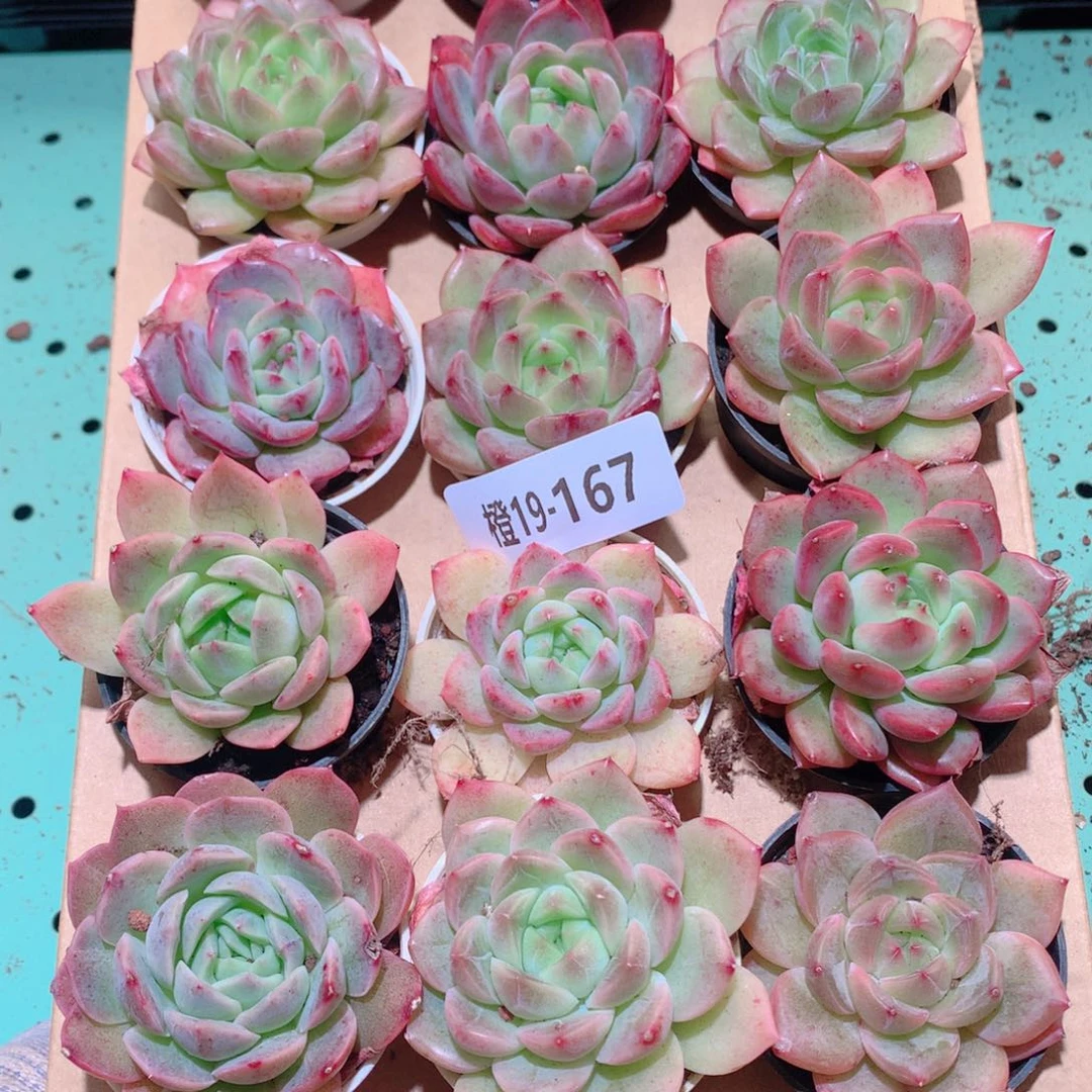 19-167一物一拍多肉带盆18颗