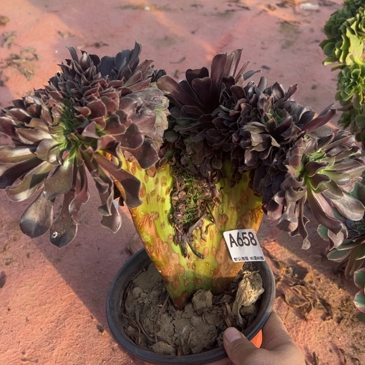 微瑕欧缀多肉植物658.