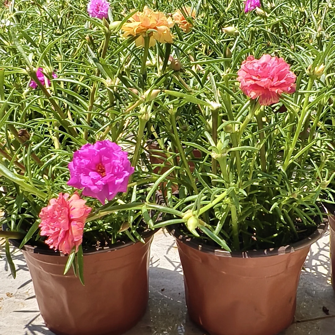 网红重瓣宿根太阳花混色带根带花苞阳台庭院花园四季花卉盆栽室内