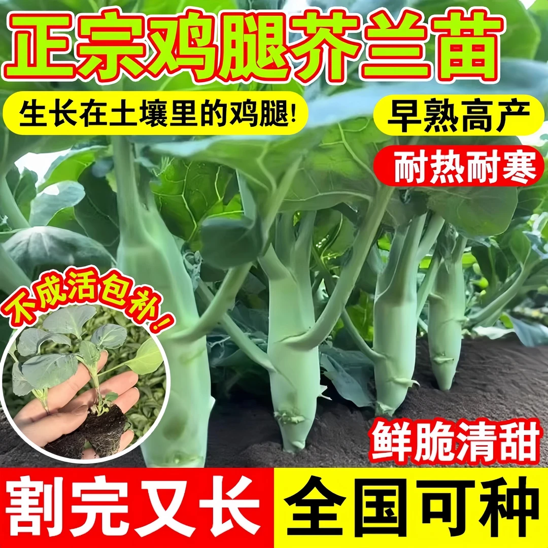 甜脆鸡腿芥蓝秧苗粗条芥兰广东芥兰四季秋季蔬菜秧苗高产菜种籽孑