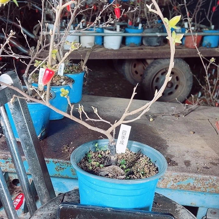 高***彤无花朵哈哈哈哈哈哈哈