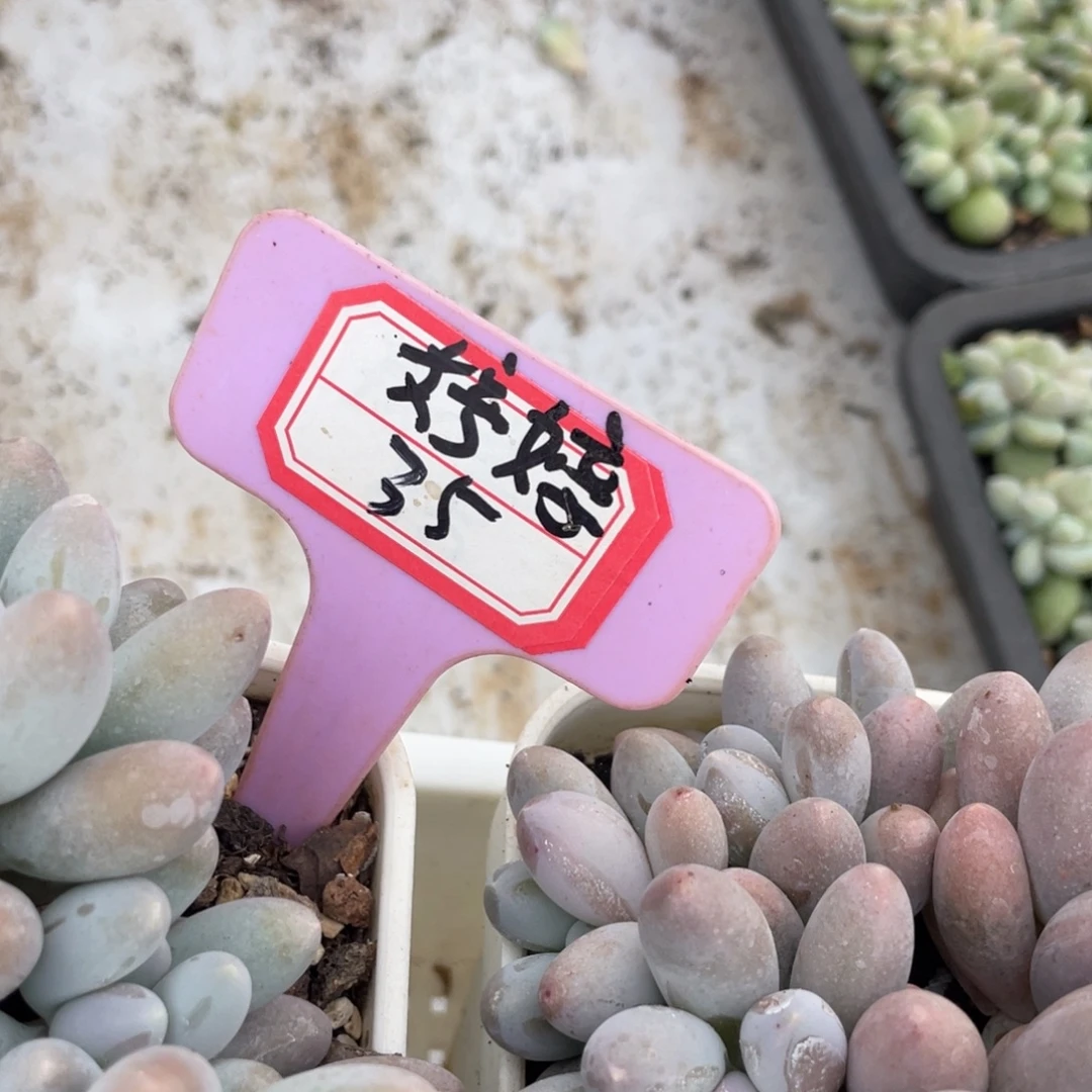 姐姐等你去参加那个学校活动