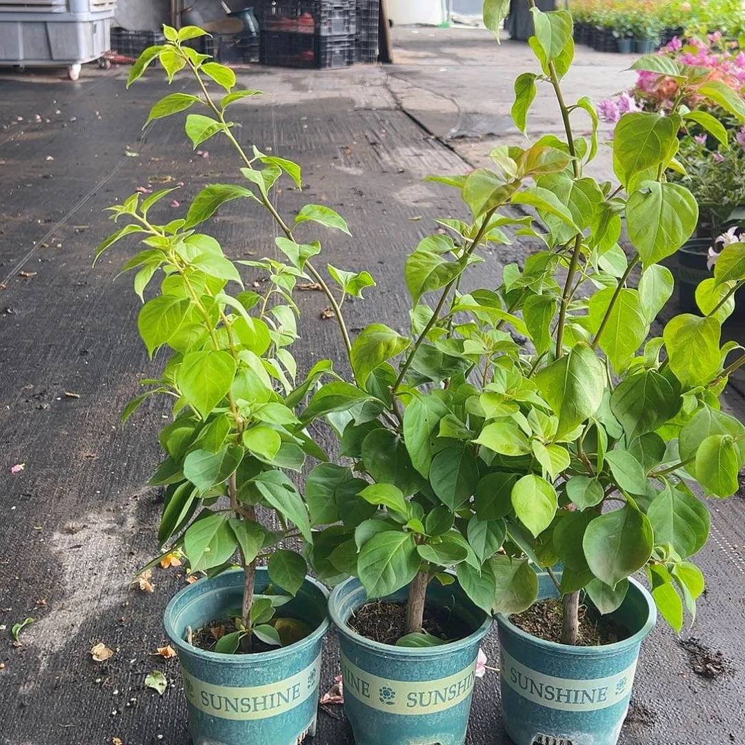 当前无花栽培后可以开花拉非泰掌中宝一颗