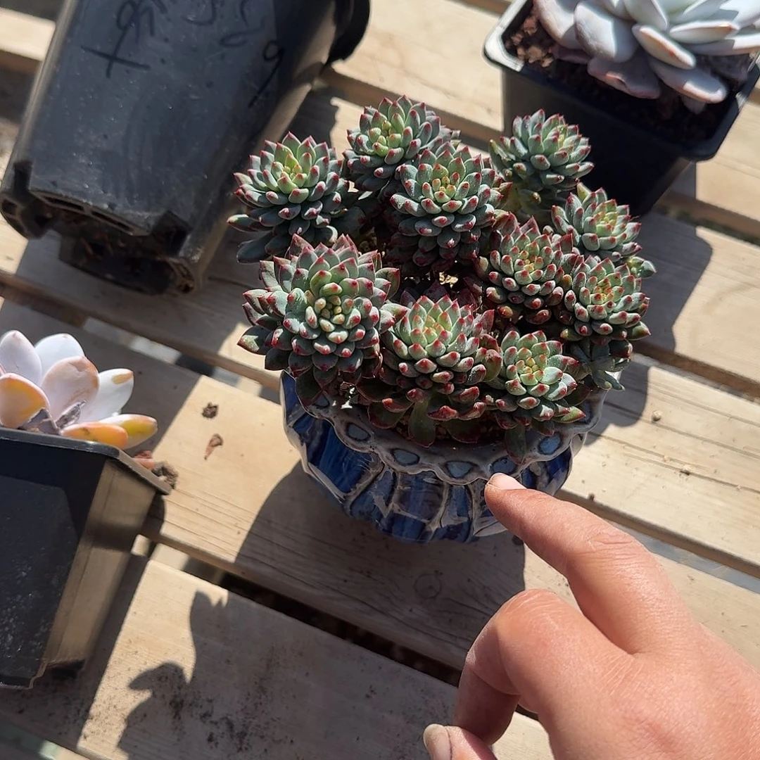 蓝苹果不带盆多肉植物