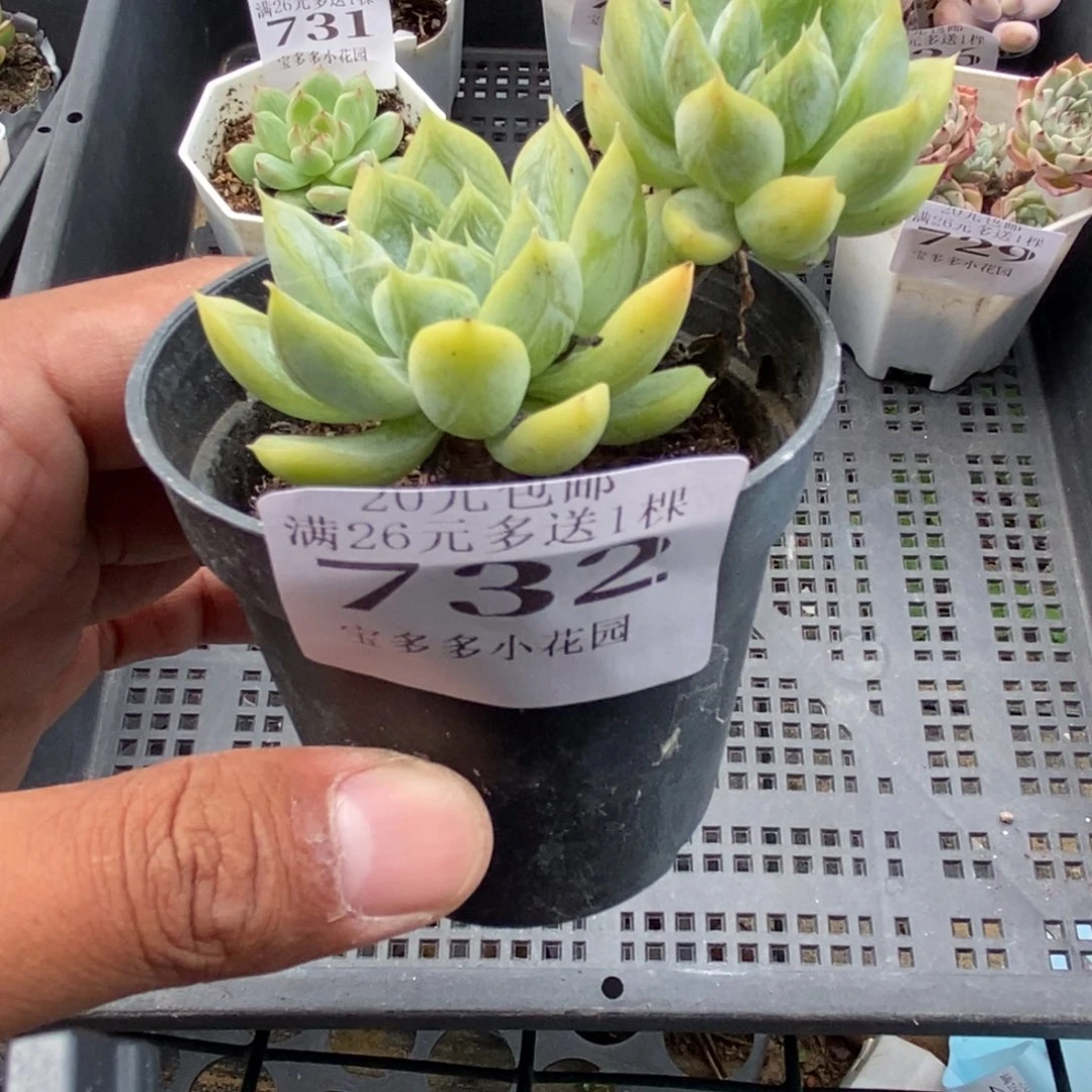 双头飘枝百达翡翠一物一拍满20包邮满26送一颗精品多肉