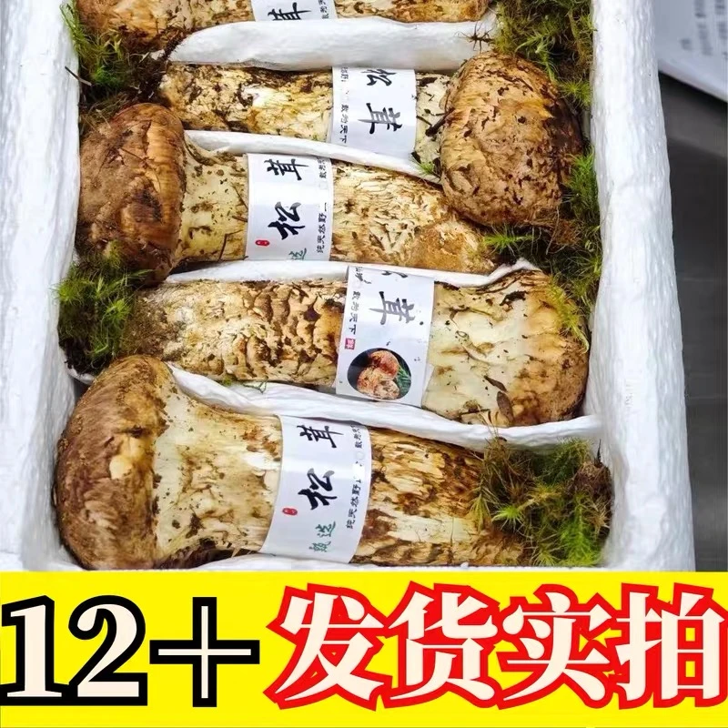 新鲜松茸云南大理剑川东山松茸菌不开伞香格里拉顺丰空运