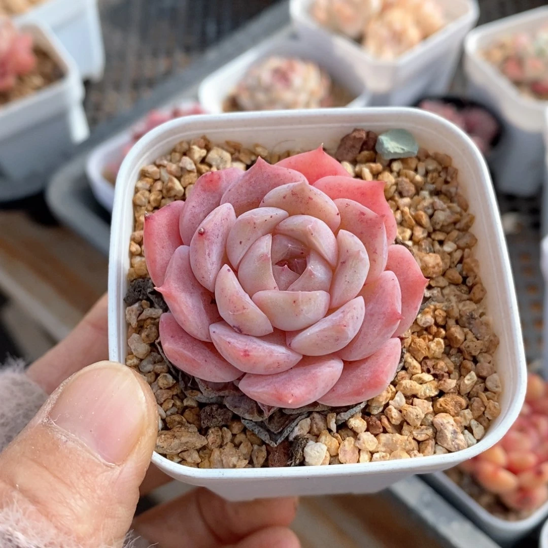 精品多肉一物一拍57