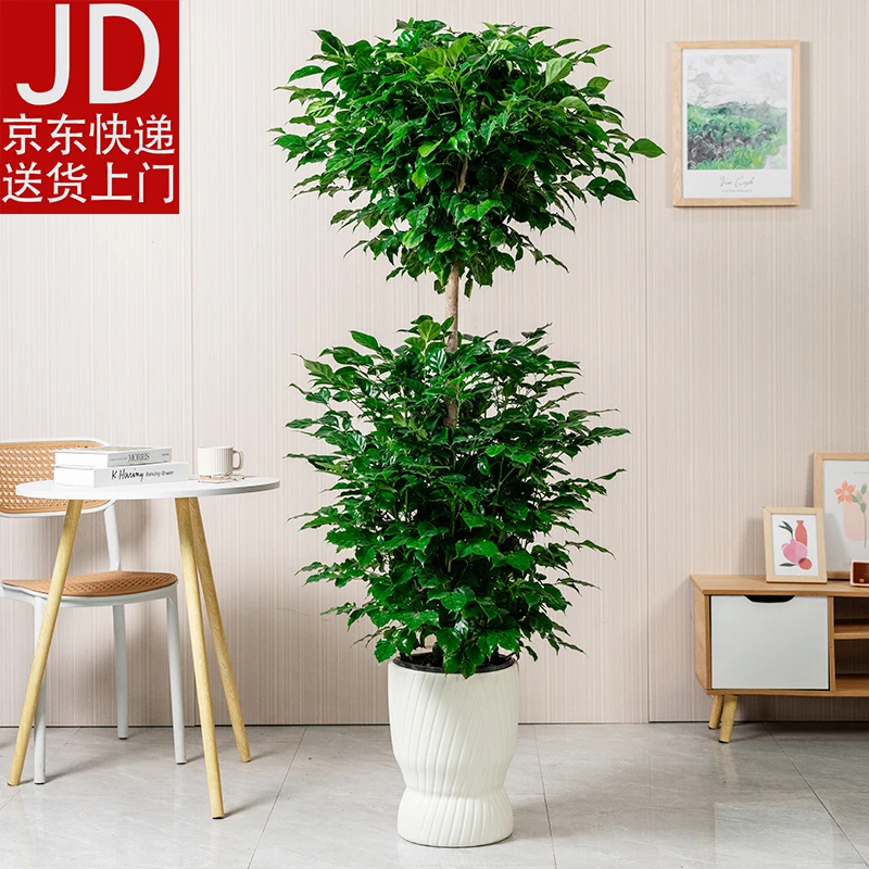 【京东快递】【送货上门】1.5-1.7米双层幸福树客厅盆栽绿植室内花卉