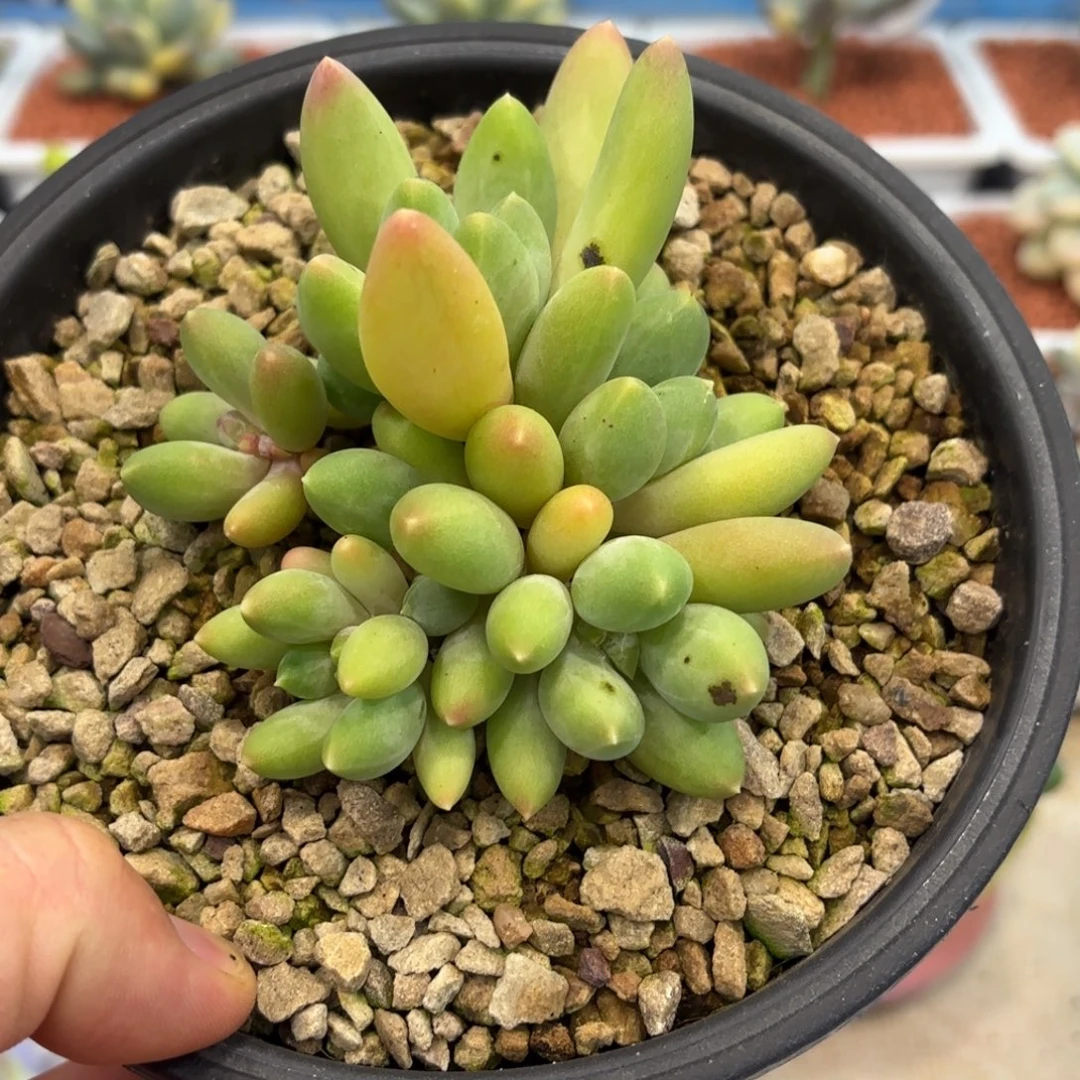 多肉植物麒麟美人群发货li