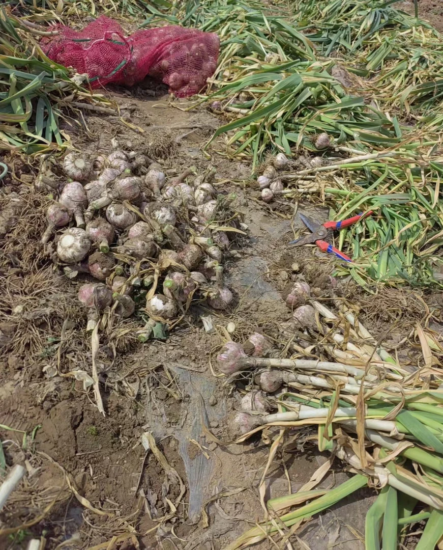 农家自种紫皮大蒜头