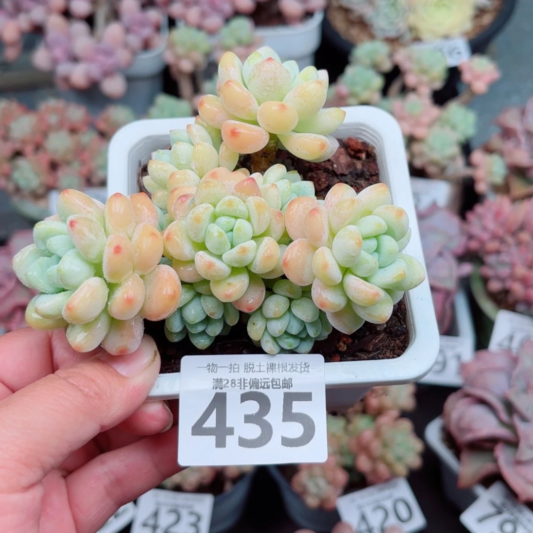 樱花罗绮多肉多肉多肉