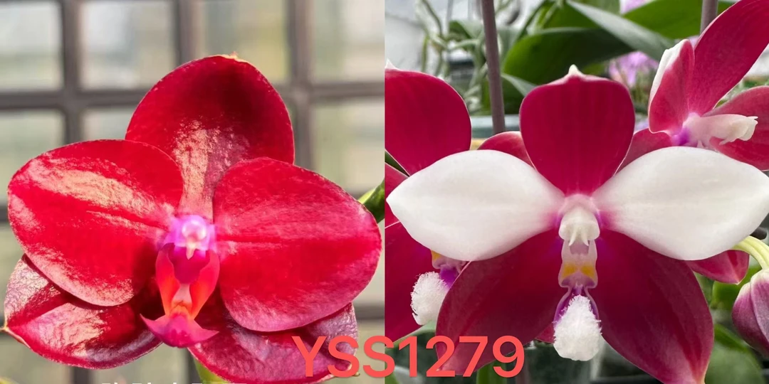 yss1279 1.7寸苗株 少根微瑕疵