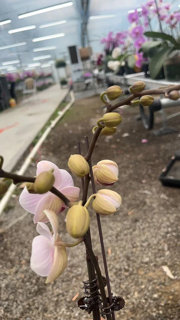 【貂蝉】高档蝴蝶兰鲜花盆栽