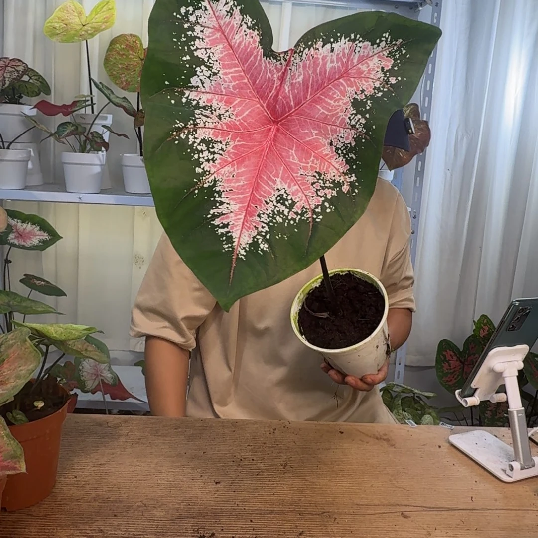 朵***o无花朵红桃A    1061