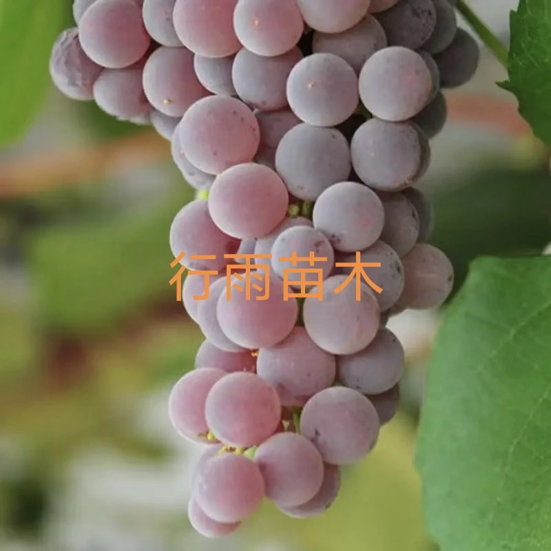 行雨苗木-寒香蜜扦插苗（苗细介意勿拍）