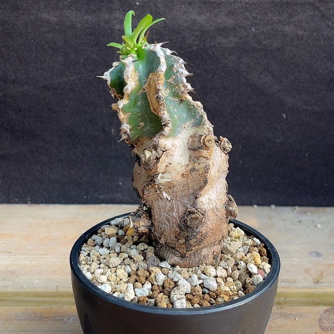 产地火山大戟，熟桩