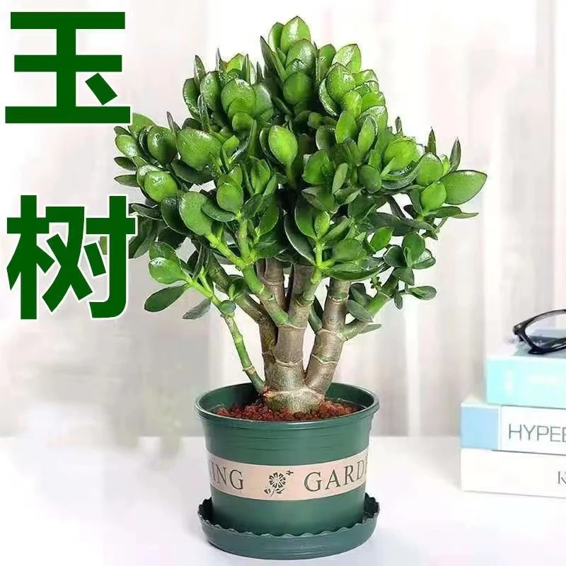 玉树盆栽多肉老桩植物燕子掌四季常青盆景花卉耐旱好养活植物盆栽