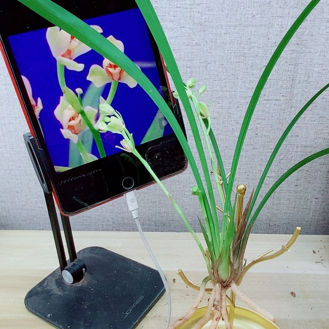 当前无花栽培后可以开花夏