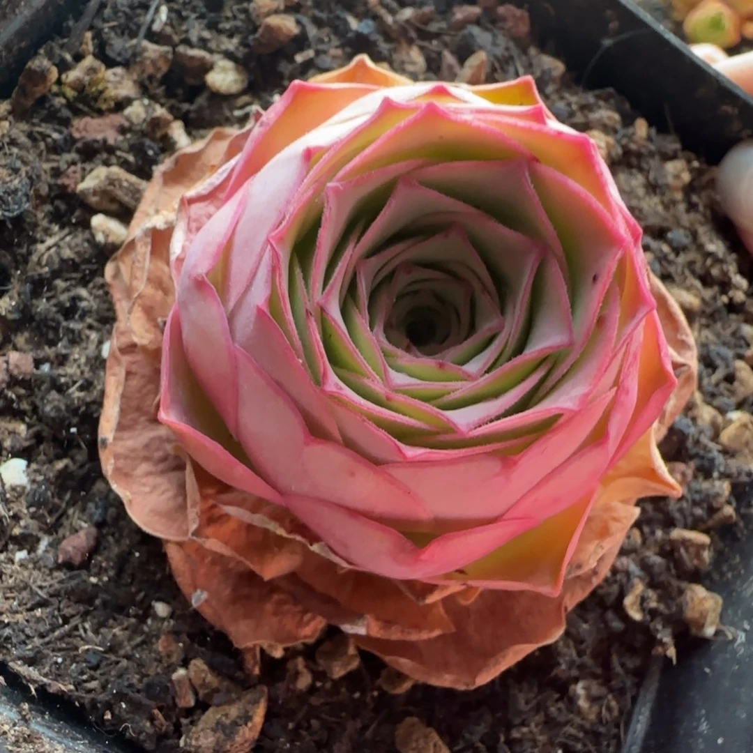 Y858半城玫瑰福利