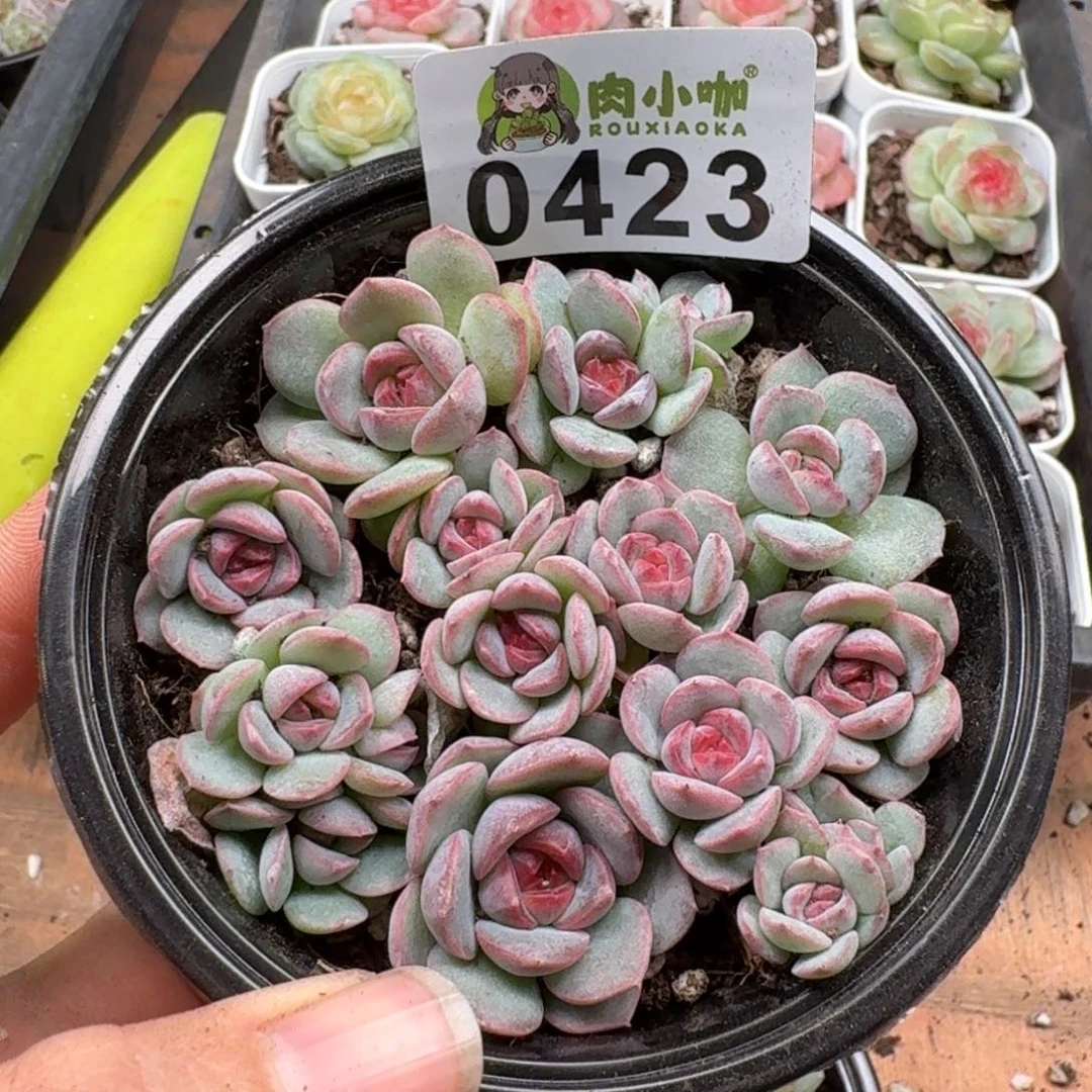 多肉植物多肉植物