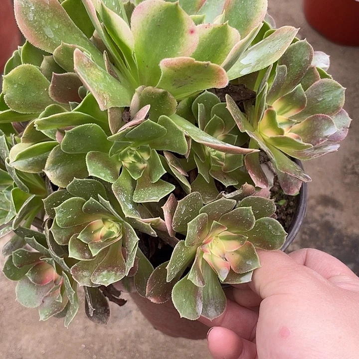 315香妃多肉植物福利