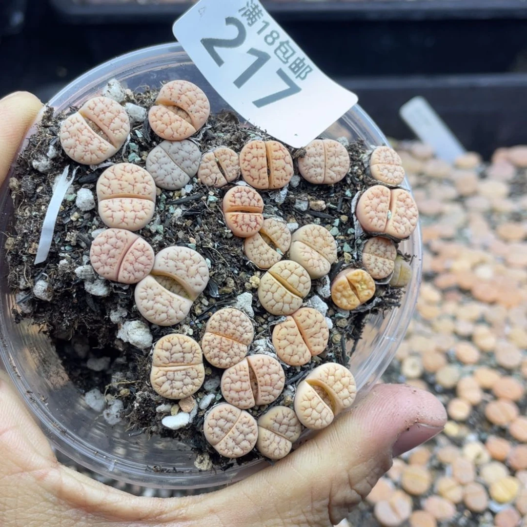 红陶0000000000000217