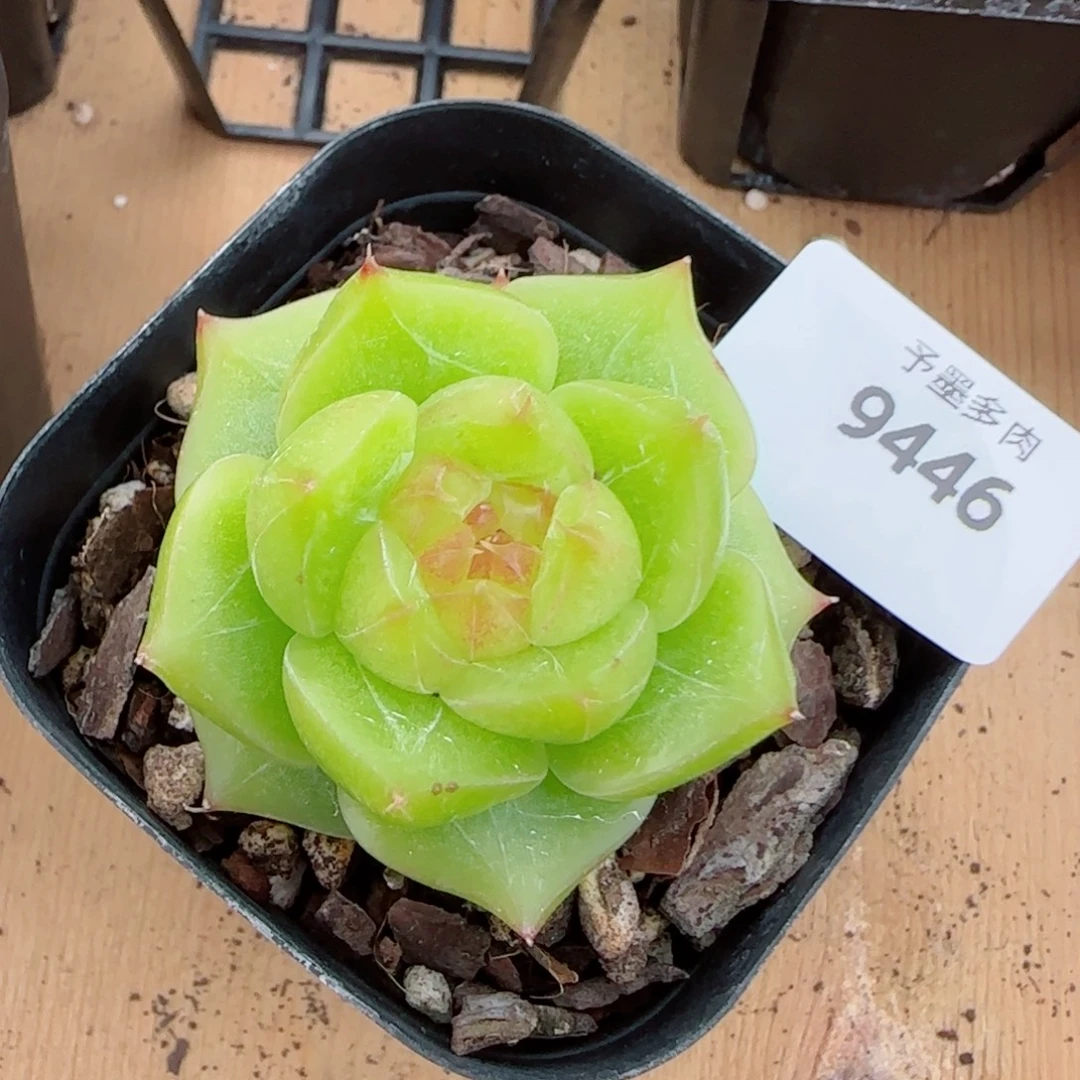 黄云珍妮，9446多肉植物