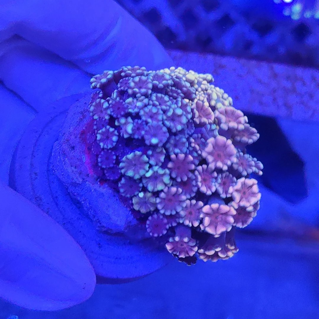智海海洋 活体不支持退货不包邮