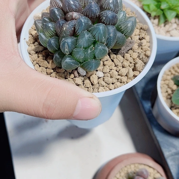 赤线雨露精品十二卷