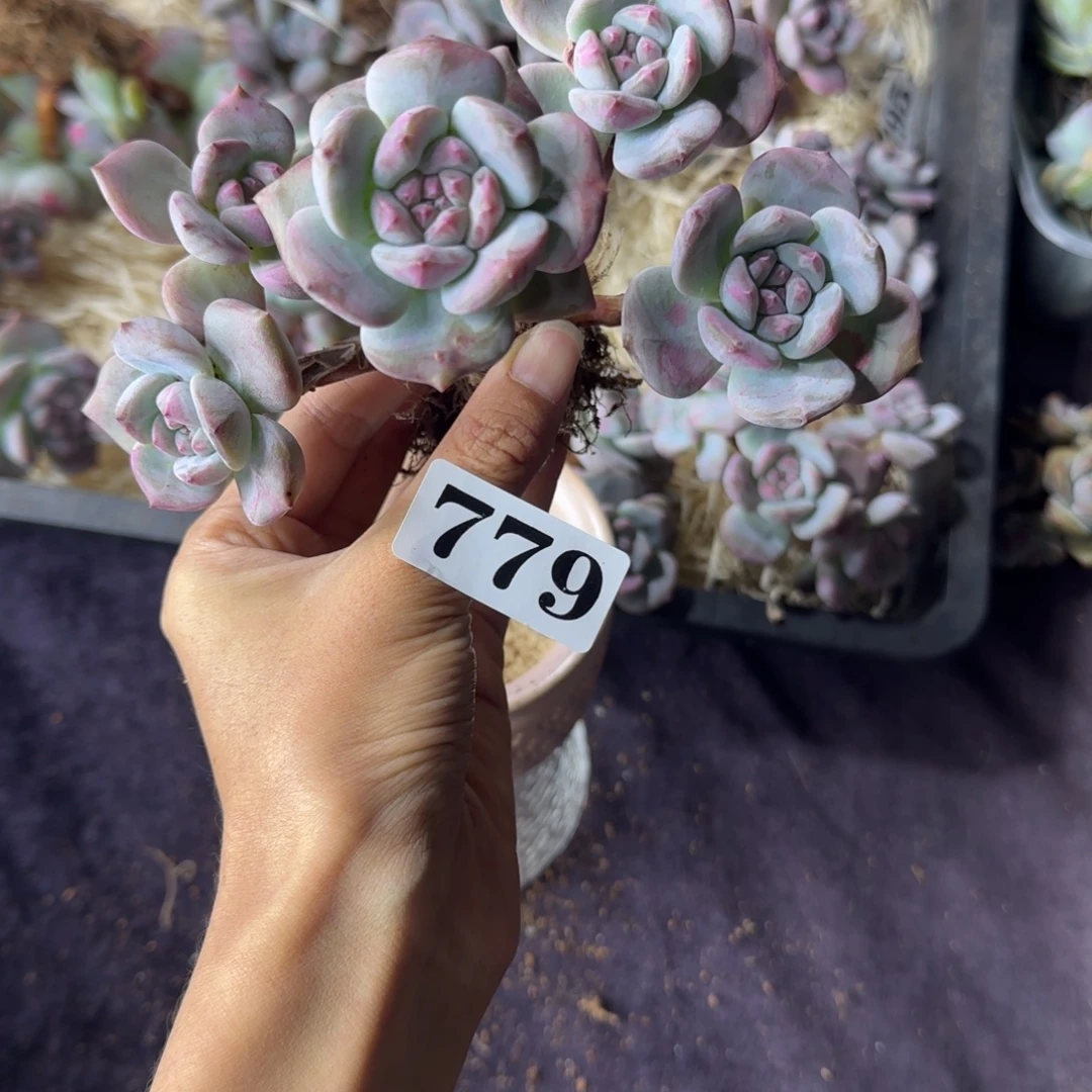 自***~星影5头一物一拍779