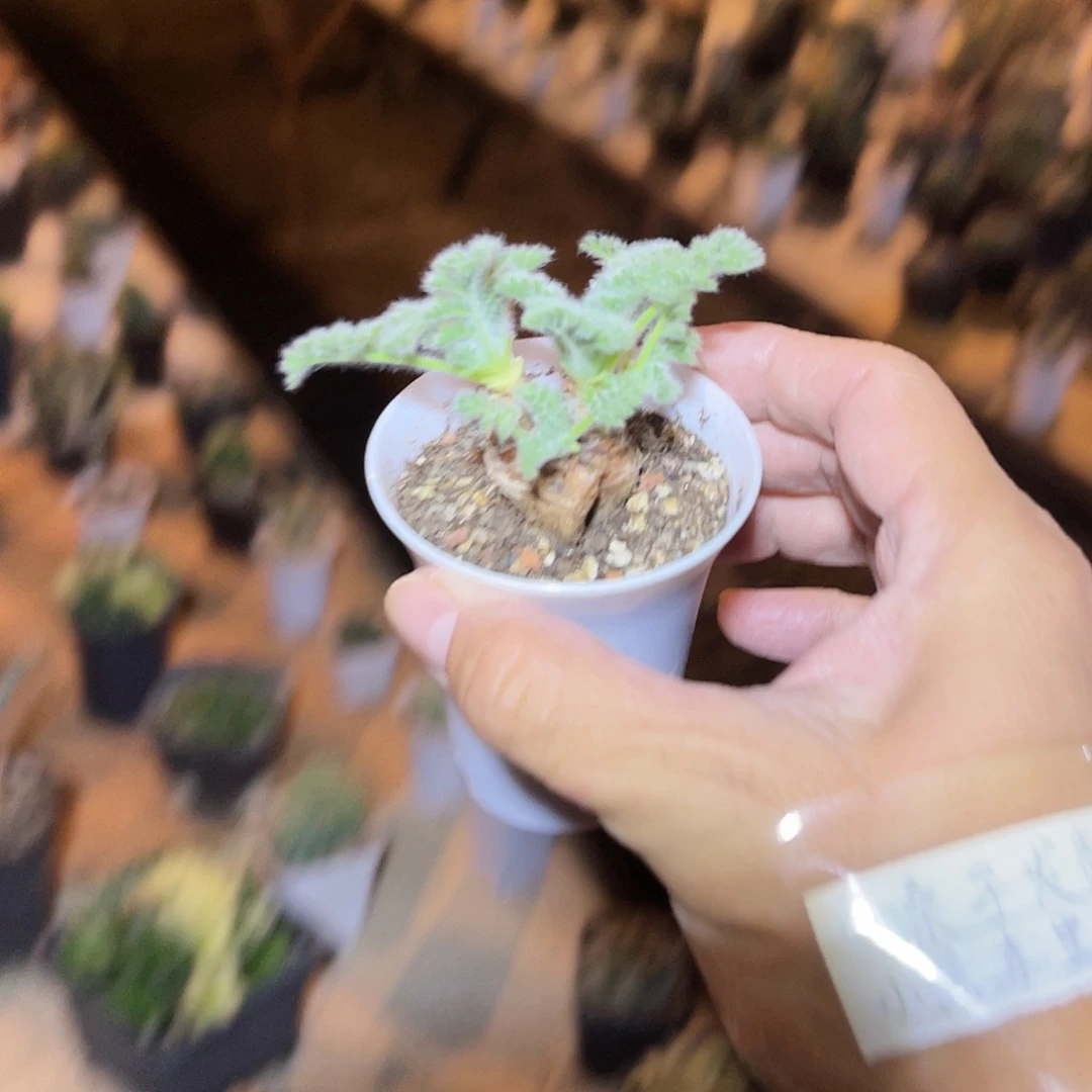 实生羽叶洋葵块根一物一拍