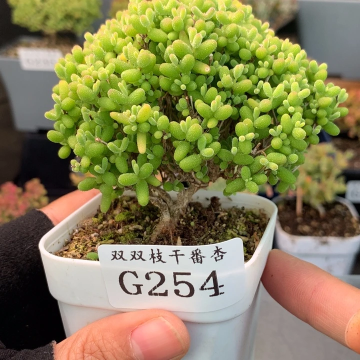 254蜜桔