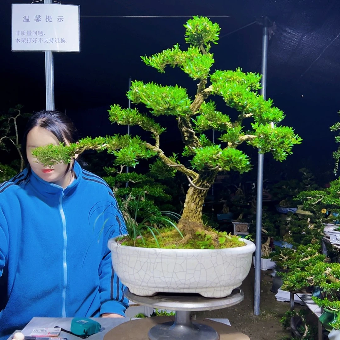 来***及无花朵黄杨木