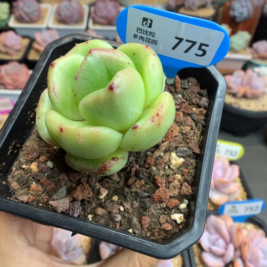 775冬云珍妮石化多肉植物