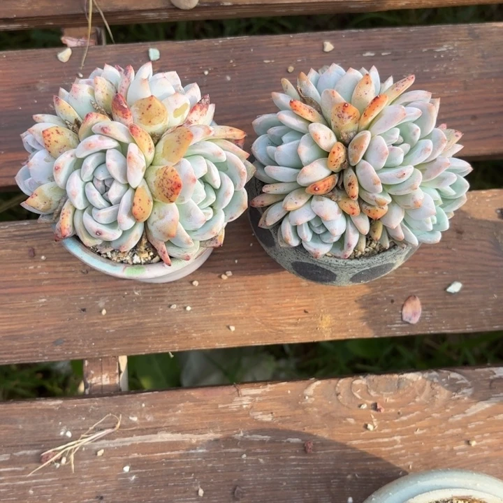 多肉植物橙梦露群生