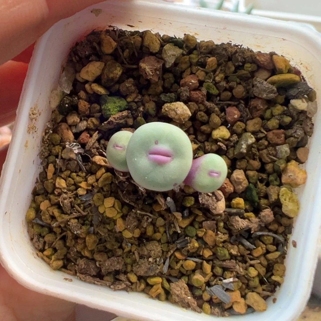 小*开播福利 肉锥植物