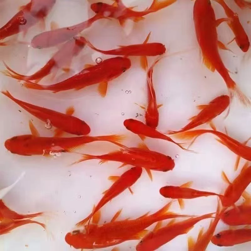 草金鱼冷水观赏鱼淡水鱼好养耐活小型鱼苗新奇宠物