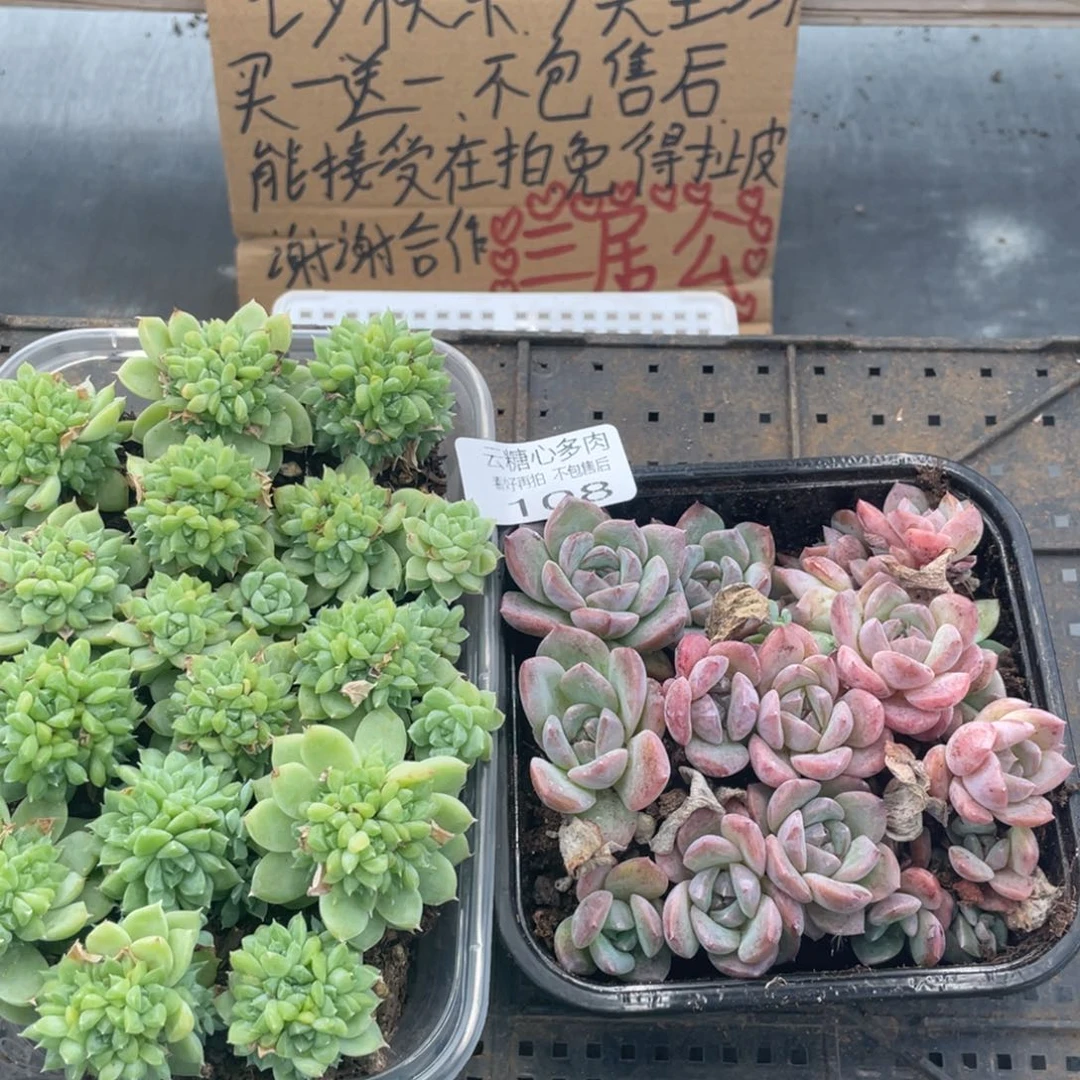 云糖心多肉植物108
