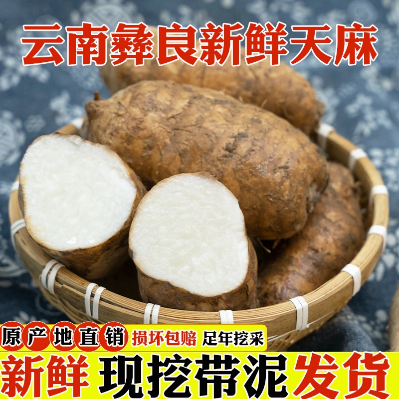 云南彝良高山种植新鲜天麻带土发货人工现挖现发原产地直销炖鸡