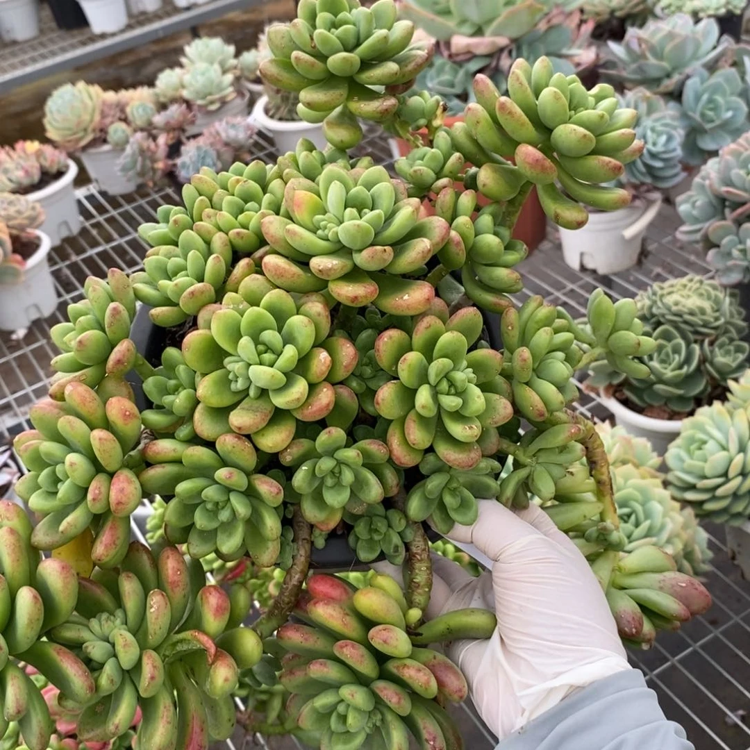 2584香格里拉一物一拍