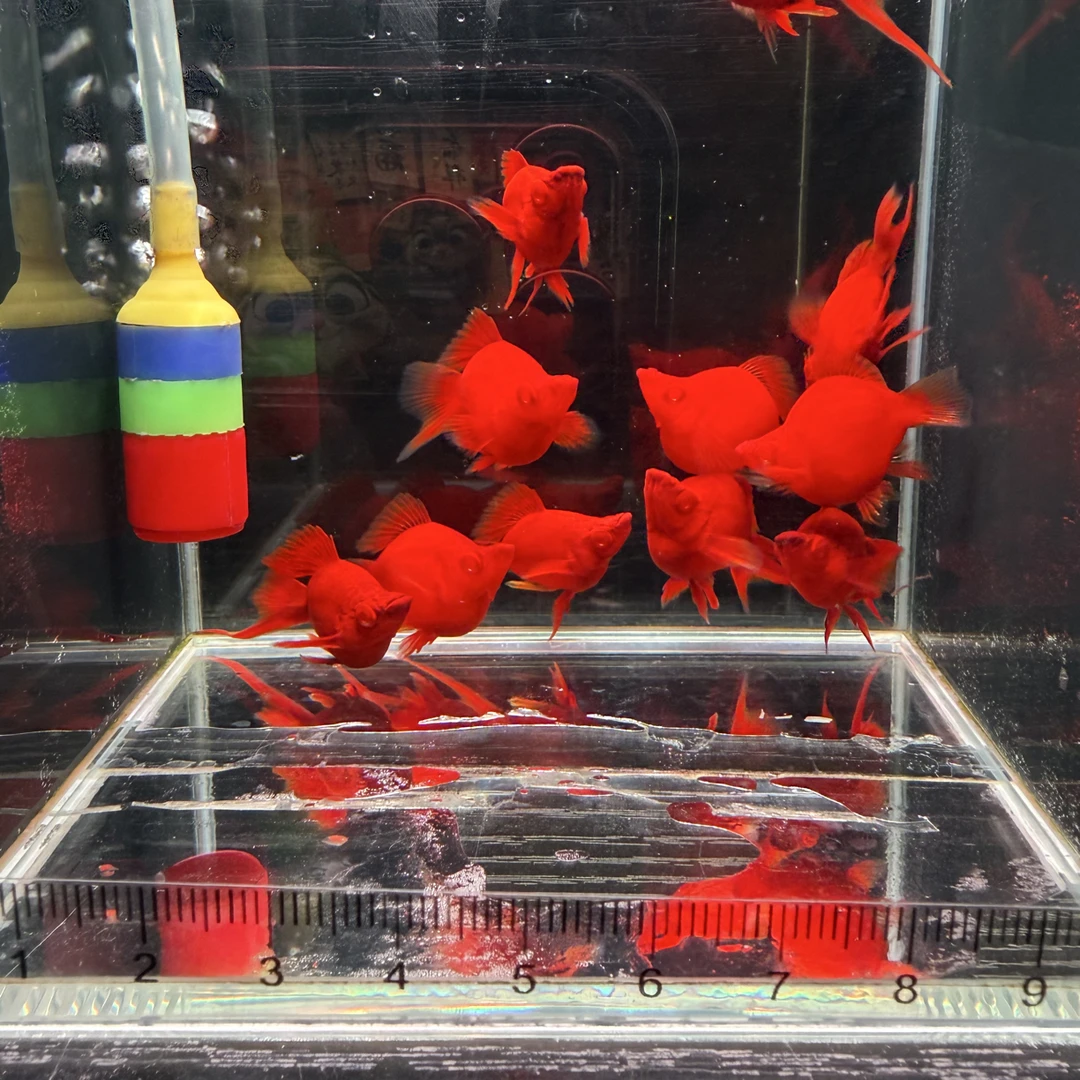 福利红箭球胎生热带观赏鱼活体新奇宠物
