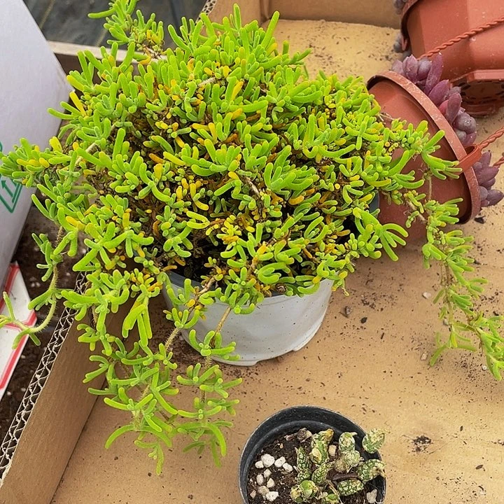 超大枝干带朋友发货