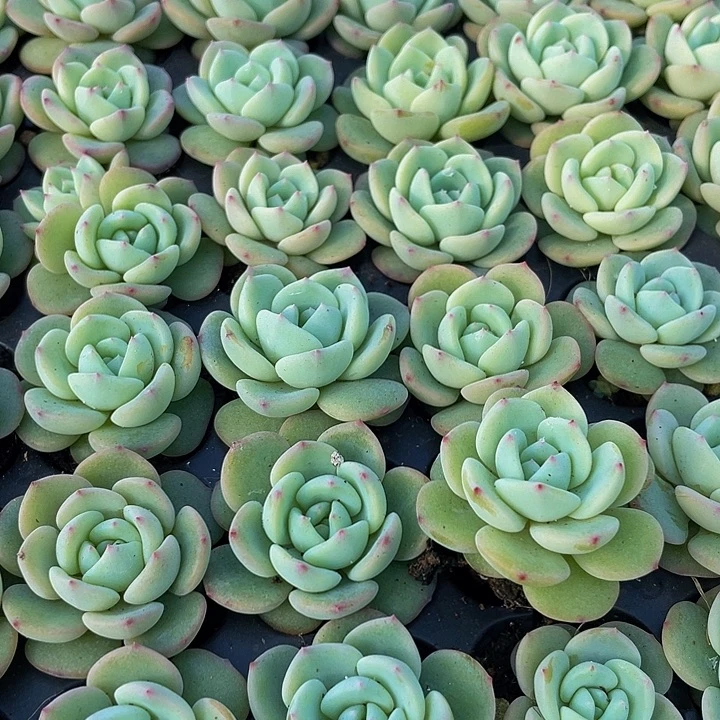 小圆梦1元带土发货