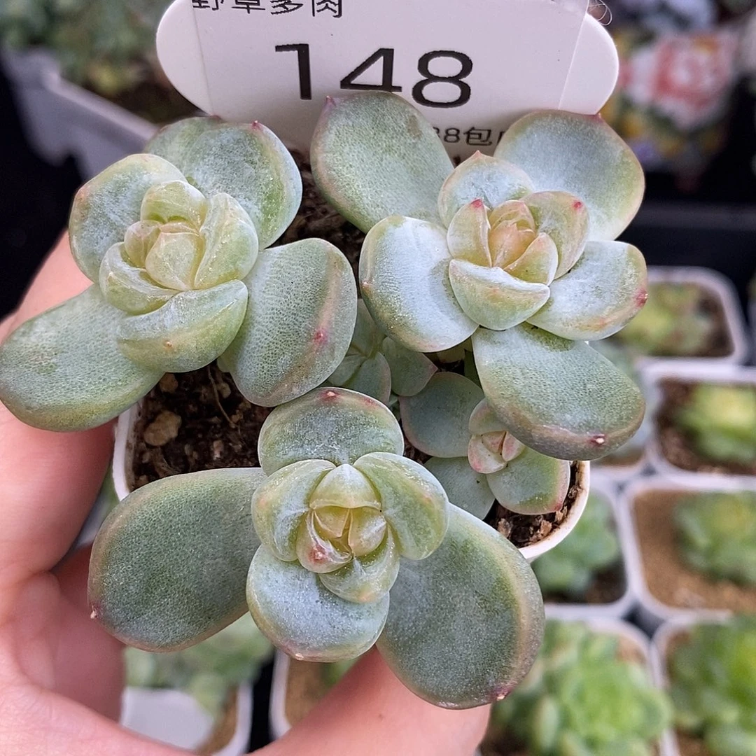 玲珑心六头一颗福利148号