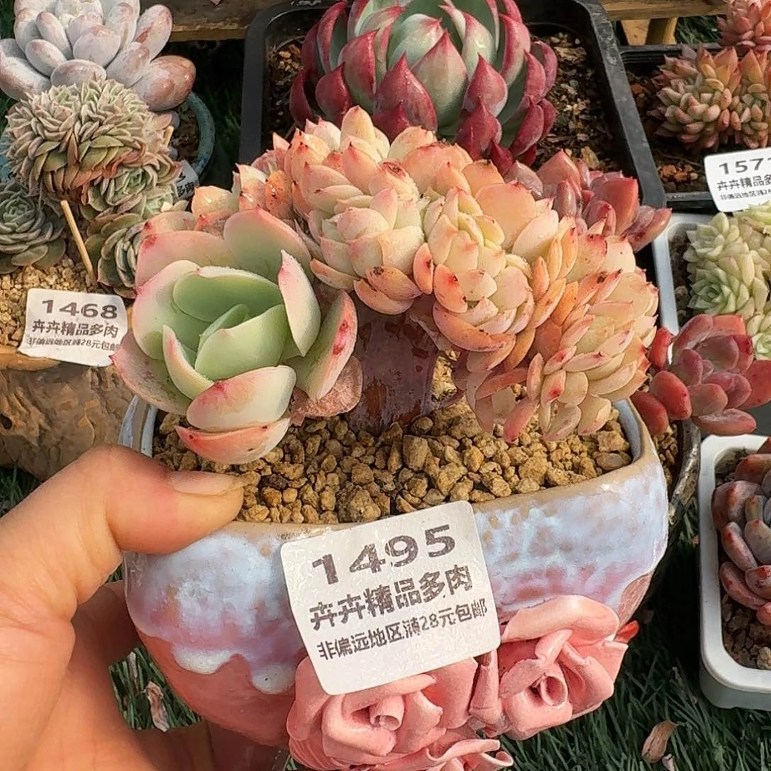 1495一物一拍（满28包邮）