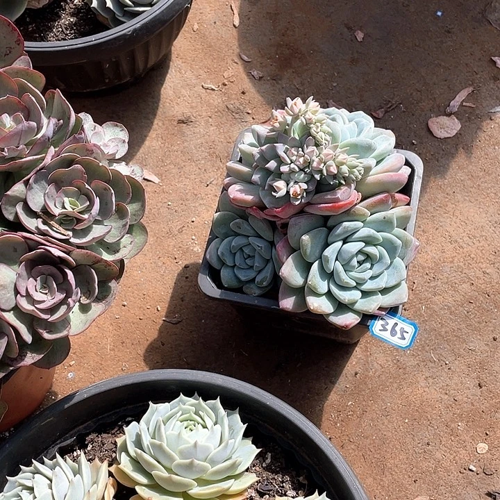 365冰玉 一物一拍多肉