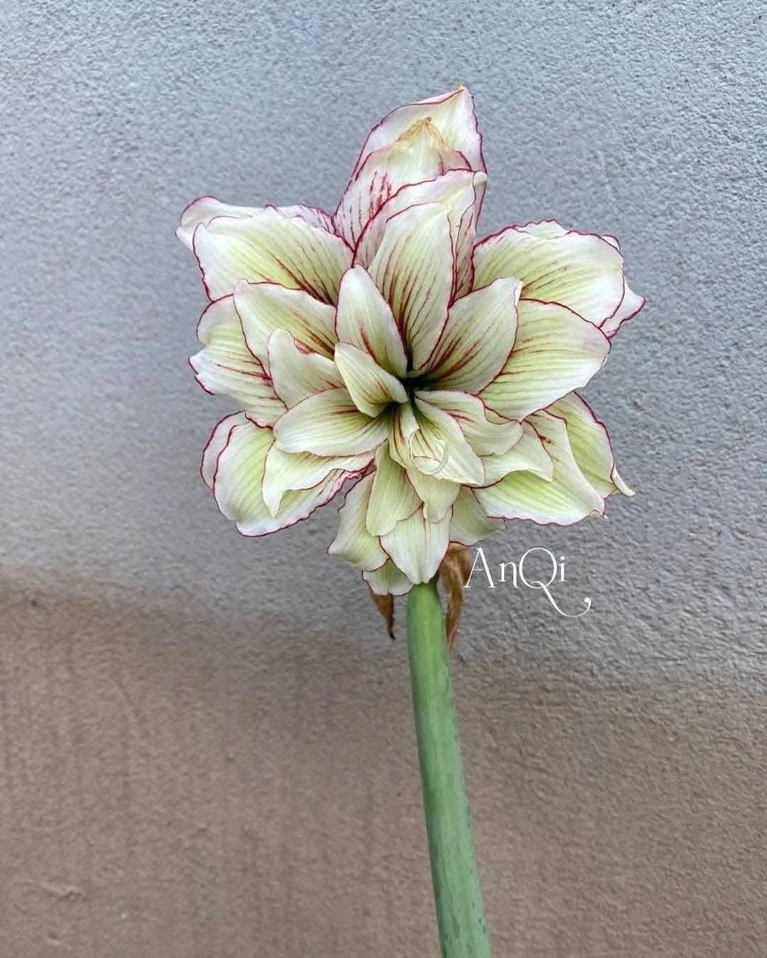 S孤挺花园 SV17 裸球