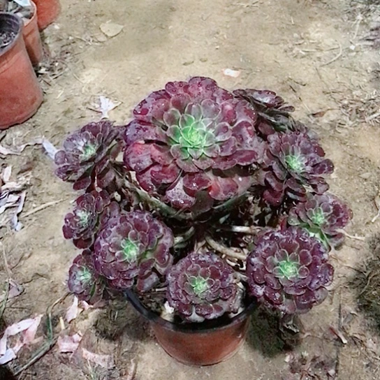 萝莉法师多肉植物31