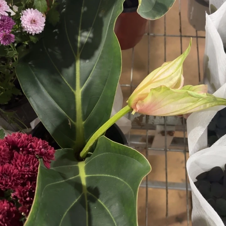 全部花苞粉色宝莲灯