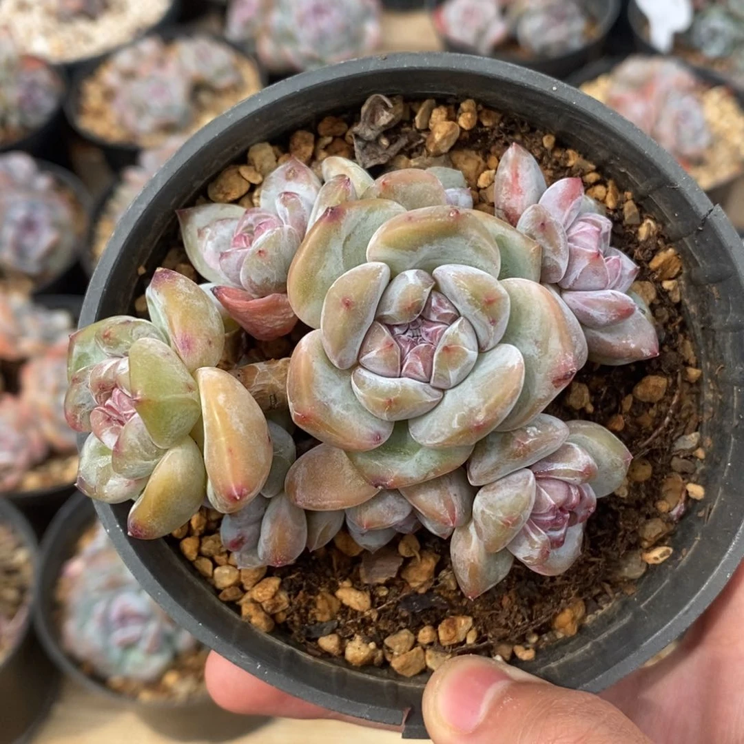 八头绿底紫心小肥肥